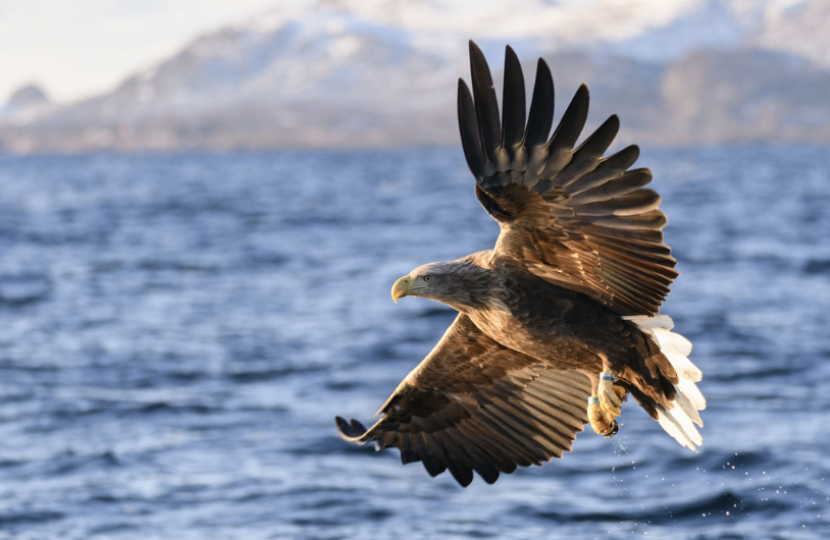 White Tailed Eagle